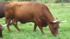 Heritage Cattle